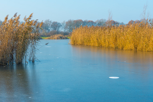 Reed along the edge of a frozen lake under a blue sky in sunlight at sunrise in winter, Almere, Flevoland, The Netherlands, December, 2022