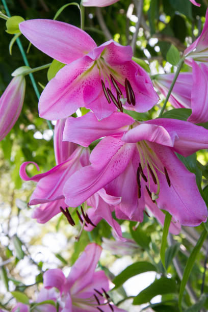 istock Pink lily (Lilium) flower 1450034039