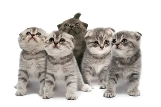 Cute grey Scottish fold little kittens isolated on a white background.