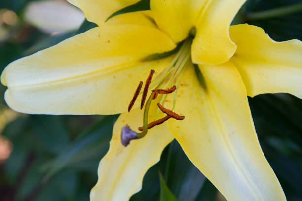 istock Yellow lily (Lilium) flower 1450034328