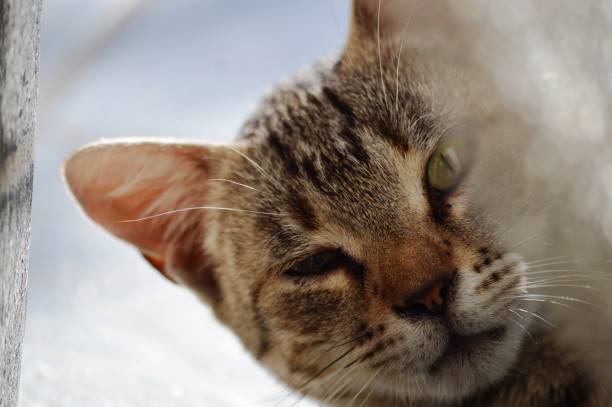 istock the cat peeks out from behind the curtain 1450035739