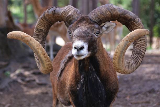 istock Horn Goat Animal 1450037935