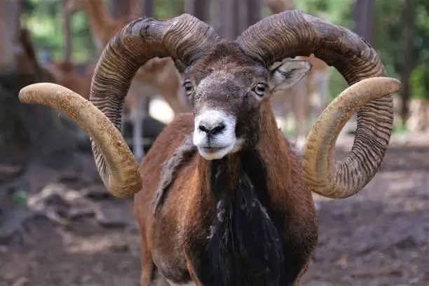 Horn Goat Animal