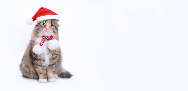istock Cat in Christmas hat on a isolated white background Empty space for text. Kitten in Santa Claus Xmas red hat. Cat with Santa cap waiting for Christmas while. Happy New Year Web banner with copy space 1450037956