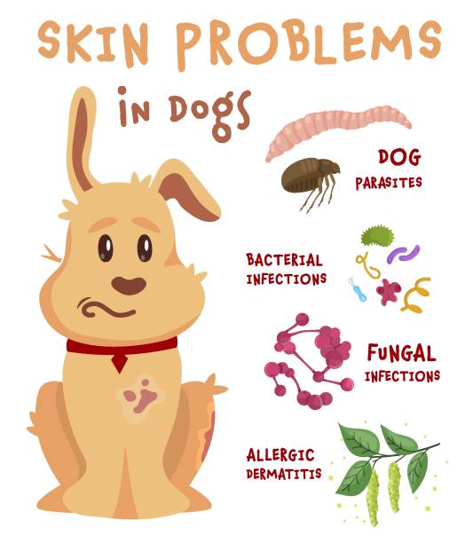 ilustraciones, imágenes clip art, dibujos animados e iconos de stock de problemas de la piel del perro. ilustración horizontal. diseño gráfico - scratching dog skin condition allergy