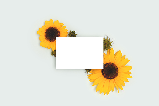 Clean paper mock up. Frame made of sunflowers on a blue background.