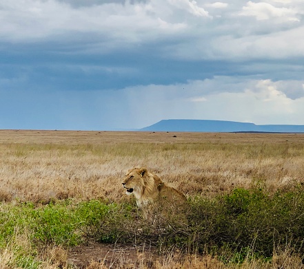 Male lion (Panthera leo). Ndutu region of Ngorongoro Conservation Area, Tanzania, Africa.
