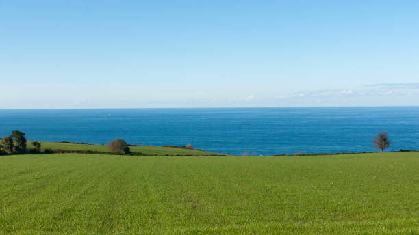 Green field by sea horizon