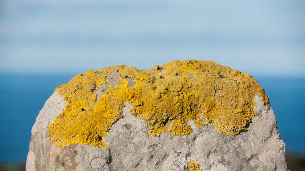 Yellow lichen in rock by the sea