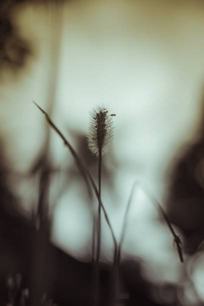 istock Vertical shot of a Setaria viridis plant with blurred background 1450043249
