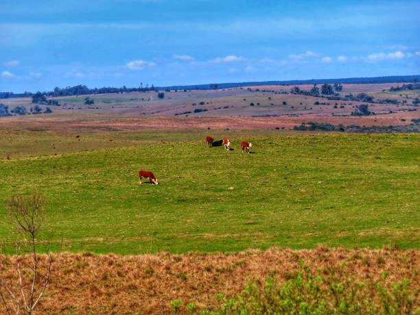 istock cattle grazing in an open pasture area 1450044941