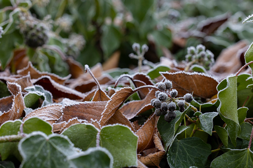 frozen leaves forming a textured background