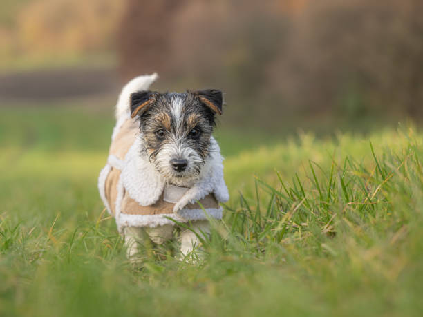 Small rough-haired Jack Russell Terrier puppy 15 weeks old. young dog standing in a medow on a cold sunny December day, wearing a warm coat. stock photo