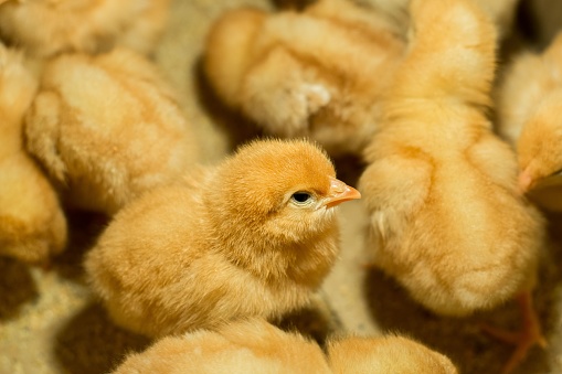 A selective focus of a fluffy yellow chick on a poultry farm, a concept of aviculture