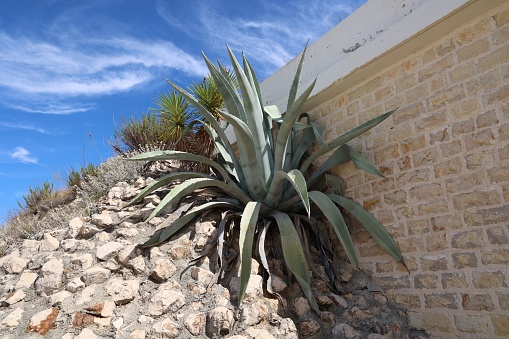 A closeup of Agave americana on the rocks near the brick wall. Croatia.