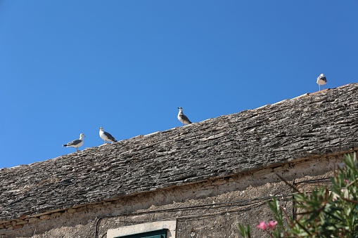 A group of gulls on the roof of an old stone building.