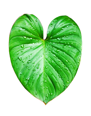 Philodendron green leaf water drops white background isolated closeup, Homalomena leaves, Caladium foliage, exotic tropical plant branch, araceae houseplant, natural design, heart shape floral pattern