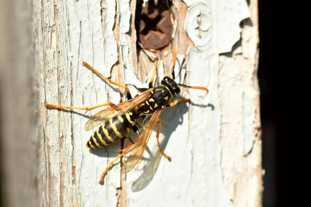 istock The female wasp sits on an old wall. 1450050543