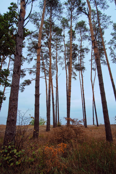istock Autumn forest on the river bank. 1450052006