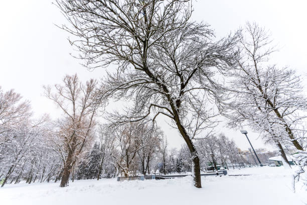 Public park, winter landscape on a frosty day