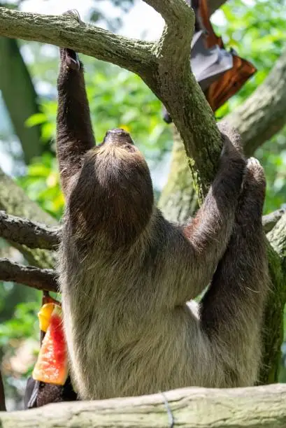 A vertical shot of a Sloth on a tree branch in Mandai, Singapore