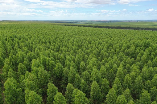 aerial view of a eucalyptus plantation in the municipality of Casa Branca state of São Paulo