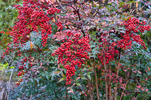 Nanten tree with many beautiful red fruits