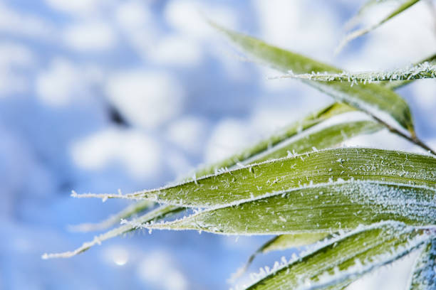 frozen leaves wallpaper