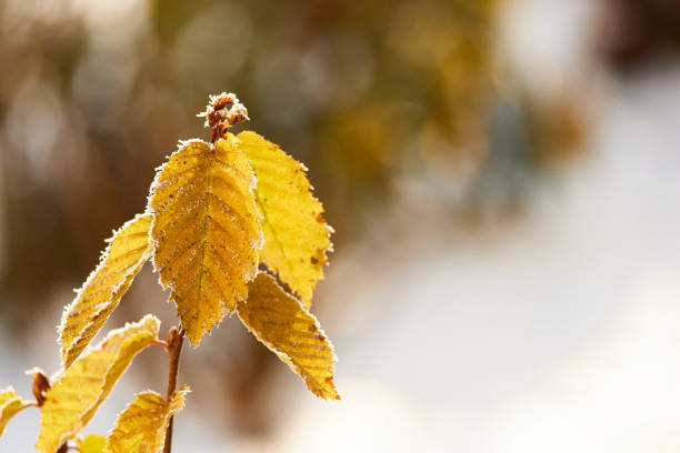 Frost outlines a green leaf on a branch, capturing the chill of winter in Denmark. The intricate details of the frozen leaf highlight the stark beauty found in nature during colder months.