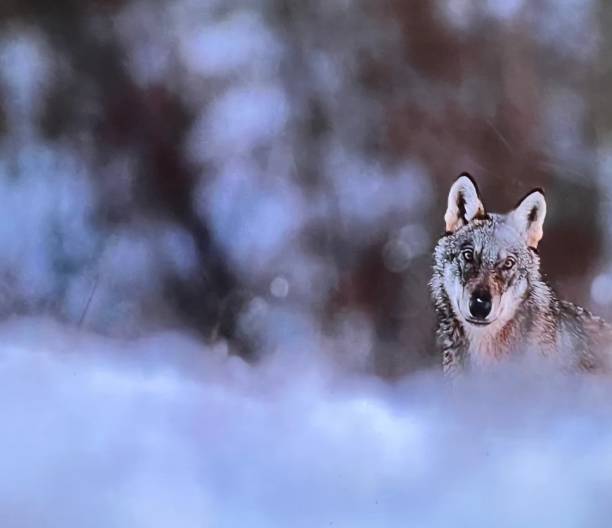 Wild wolf in winter landscape Lupo prowling stock pictures, royalty-free photos & images