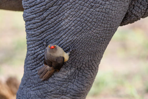 istock Red-billed oxpecker sitting on a white rhinoceros 1450058716