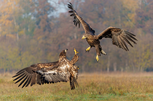 Eagle battle. White tailed eagles (Haliaeetus albicilla) fighting for food on a field in the forest in Poland.