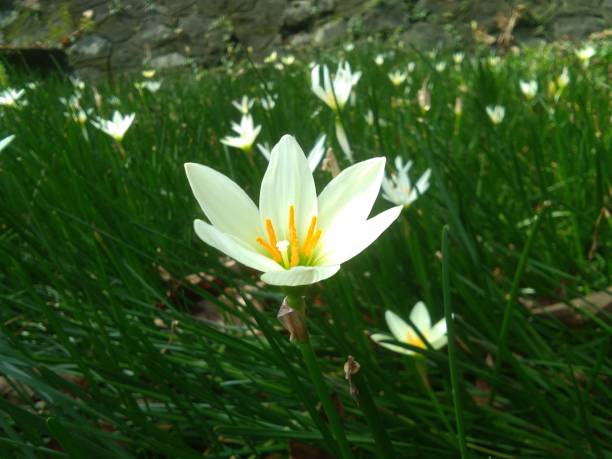 istock Allium tuberosum or kucai flower 1450060778
