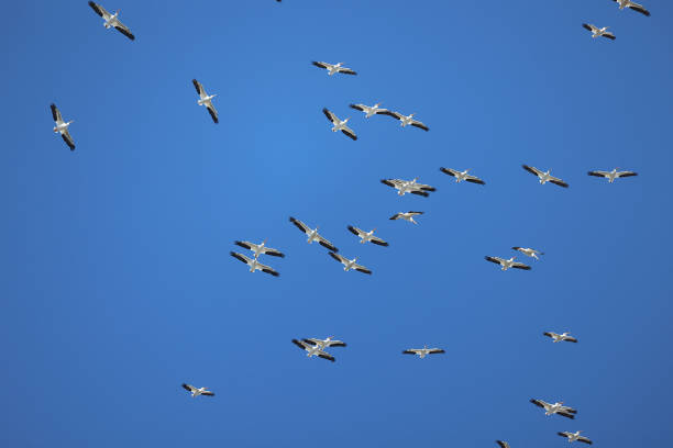 A flock of white pelicans flies overhead against a blue sky in Silver Springs, Florida