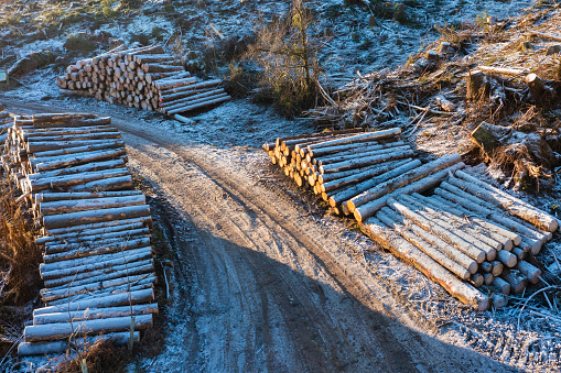 High angle view of timber stacks covered in frost in Scotland on a bright but cold winter morning