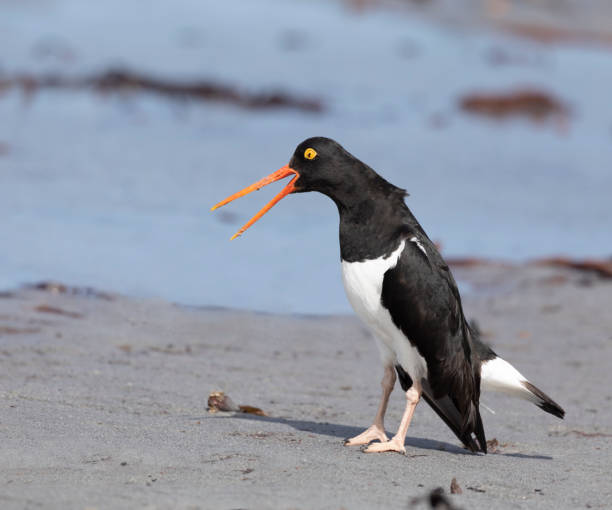 istock Magellanic oystercatcher, calling, Falklands 1450062501