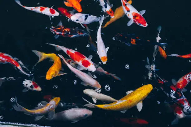 Bunch of Nishikigoi koi variety, the colorful Amur carp (cyprinus rubrofuscus), swimming actively in the outdoor pond. Selective focus.