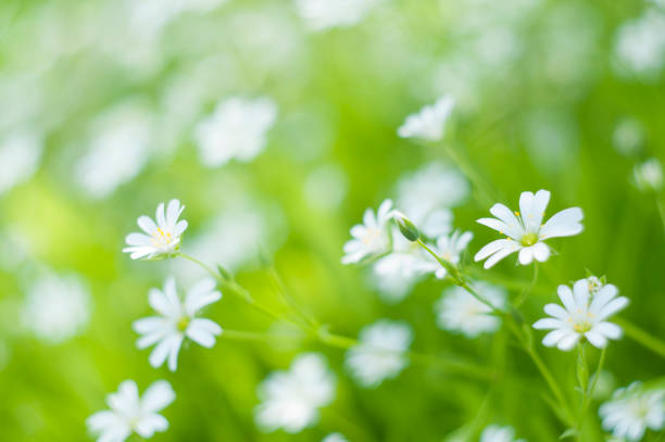 istock staewort in bloom, tiny white flowers, backgroud 1450063783