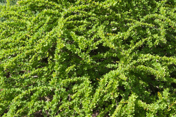 berberis thunbergii, fondo primaveral, arbusto de agracejo - agracejo rojo fotografías e imágenes de stock