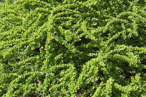 berberis thunbergii, spring background, barberry shrub
