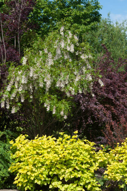 istock beautiful colorful shrubs in garden at spring 1450064099