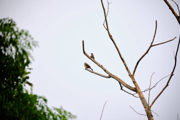 Freckle-breasted woodpecker bird and sooty-headed Bulbul perches on a tree trunk along