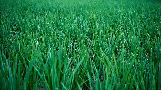 Green rice fields grow fresh, and on the leaves there are splashes of rain