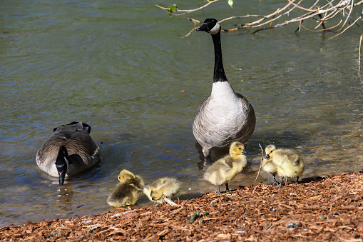 Newborn Goslings Learning Under the Watchful Eye of Mother and Father