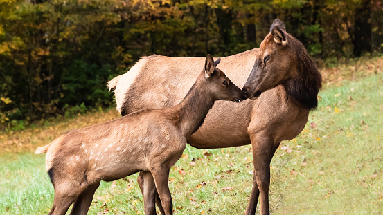 Mother and Calf Elk Grazing Quietly on a Beautiful Autumn Morning