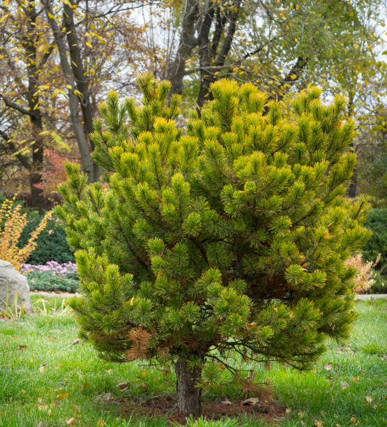 istock ornamental pine tree in garden at autumn 1450065812