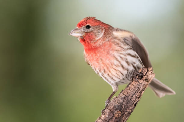 istock Curious Little House Finch Perched in a Tree 1450066080