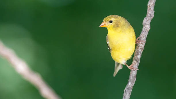 istock American Goldfinch Perched on a Slender Tree Branch 1450066102
