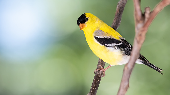 American Goldfinch Perched on a Tree Branch