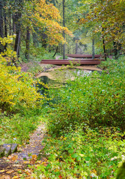 istock old steps to small pond in forest at fall, 1450066531
